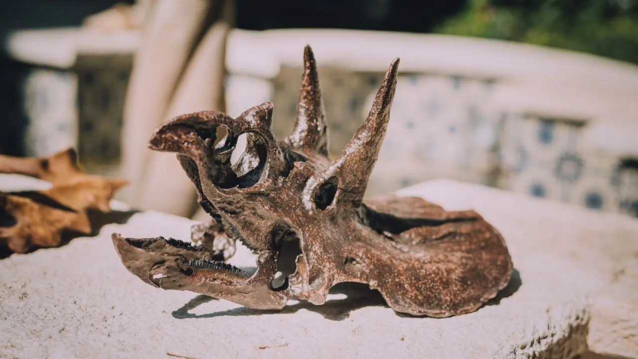 Arte y ciencia: la réplica de fósiles para la divulgación científica en México