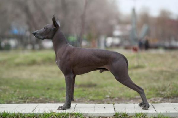 Xolos, el perro guía después de la muerte 