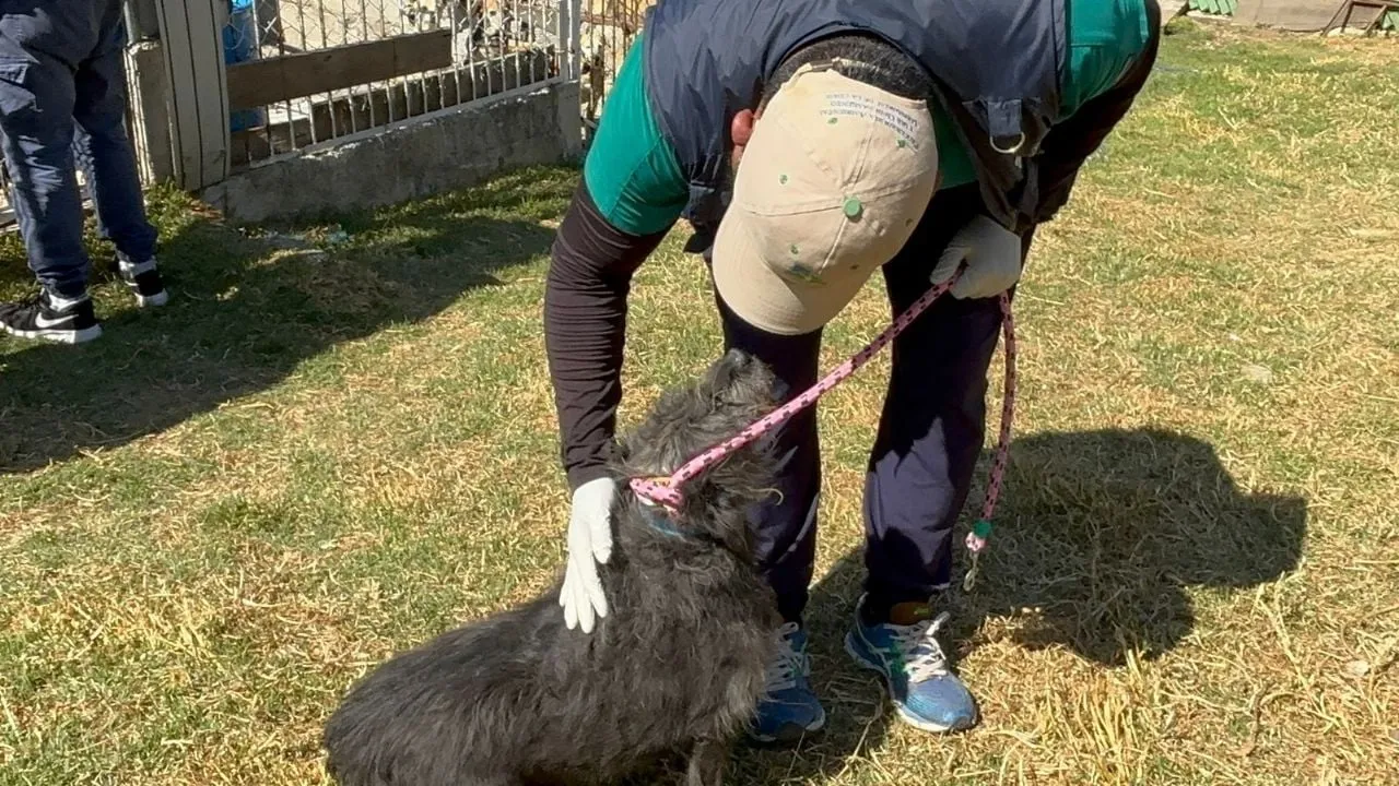 Refugio Franciscano: trasladan 304 perros a albergue en el Ajusco, 371 a BVA y 200 esperan traslado