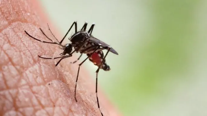 México registra más de 75 mil casos de dengue
