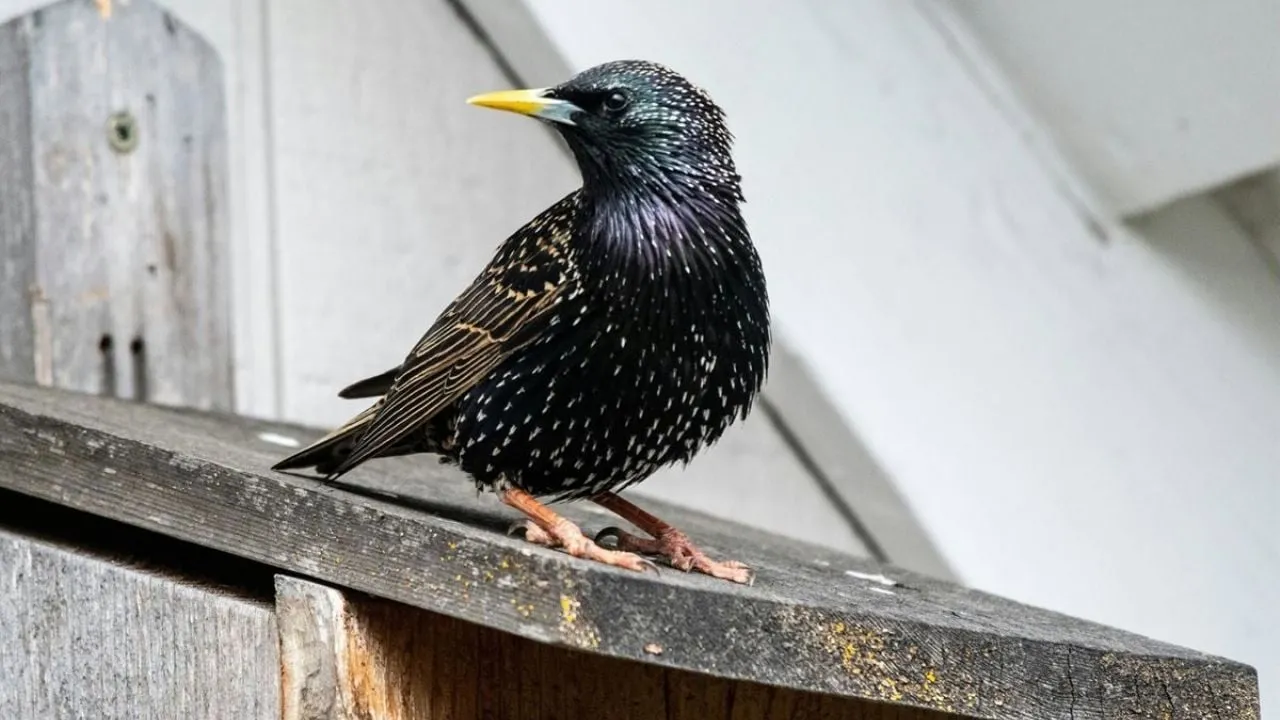 Sturnus, el troyano bancario para Android que elude el cifrado de WhatsApp y Telegram