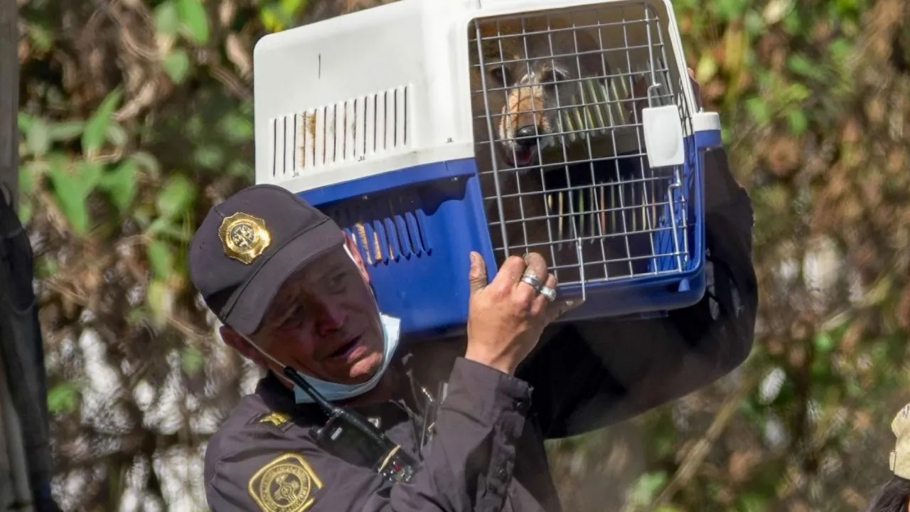 Rescatan animales maltratados del Refugio Franciscano en Cuajimalpa