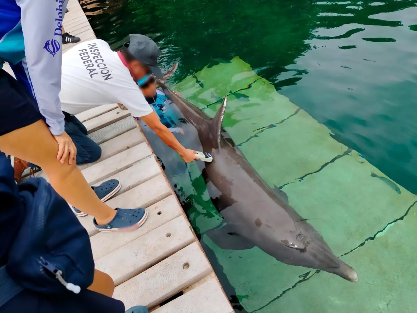 Denuncian la muerte de un delfín en un hotel de la Riviera Maya (Video)