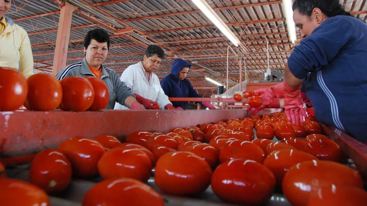 México acusa a EU de motivación política tras el arancel de 17.09% al jitomate