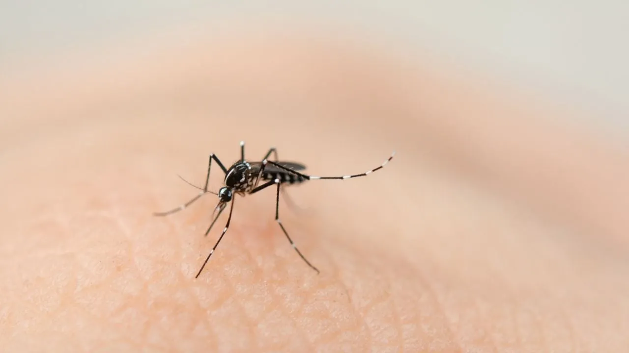 Cruz Roja lanza campaña contra el dengue