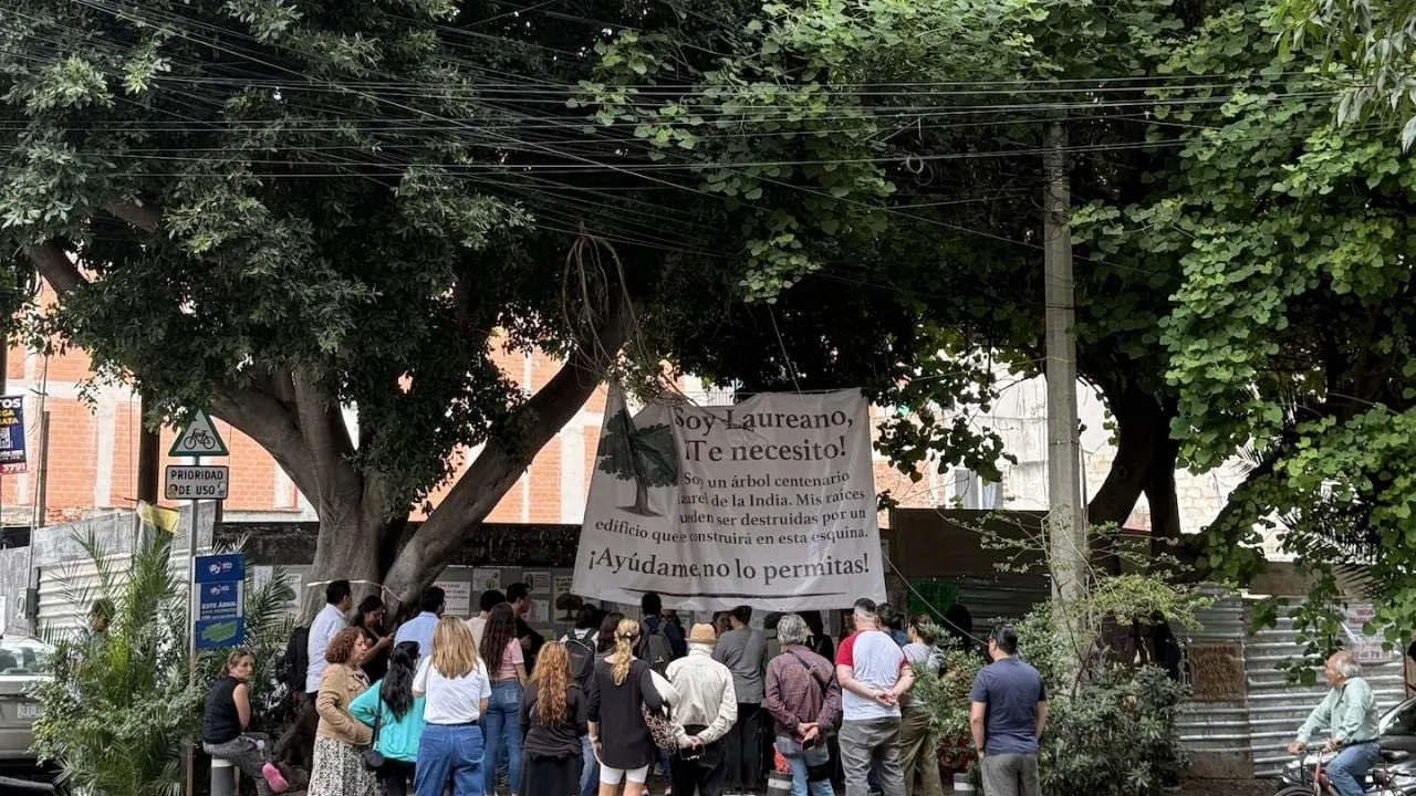 Conceden suspensión provisional para evitar la tala del árbol centenario Laureano