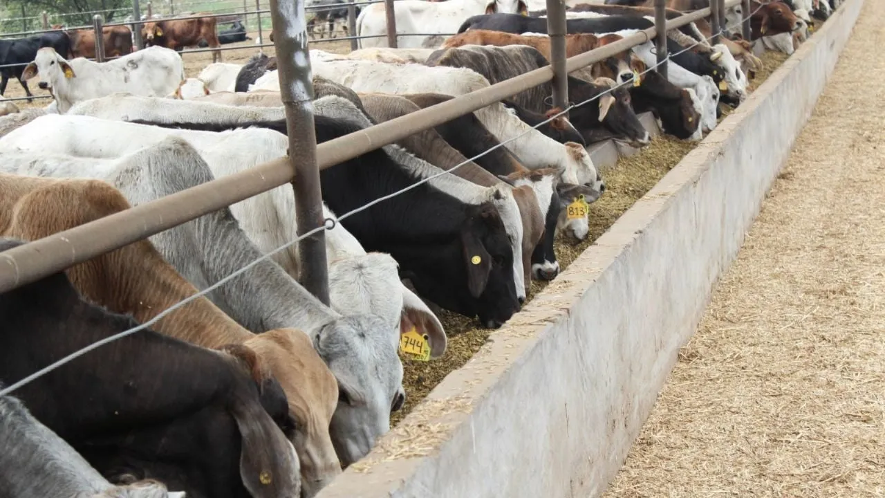 Exportaciones ganaderas frenadas por gusano barrenador dejan pérdidas por 700 mdd: Comecarne