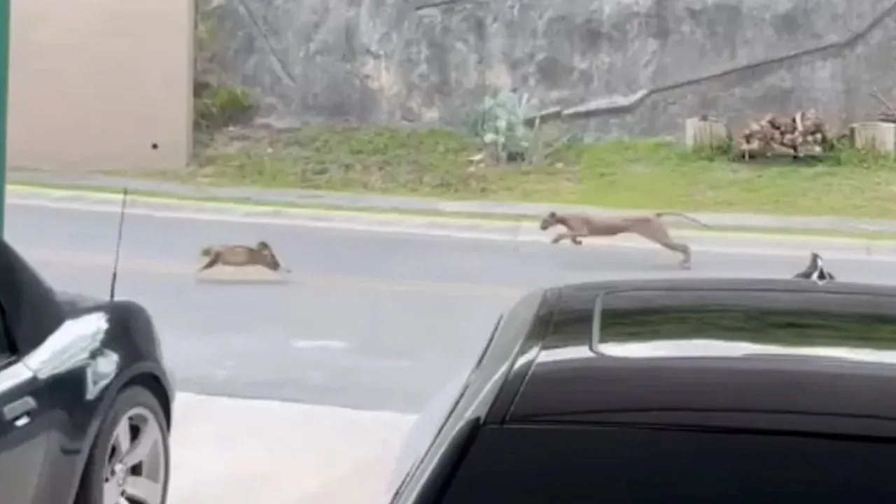 Captan a puma cazando a un gato en fraccionamiento de Monterrey (Videos)