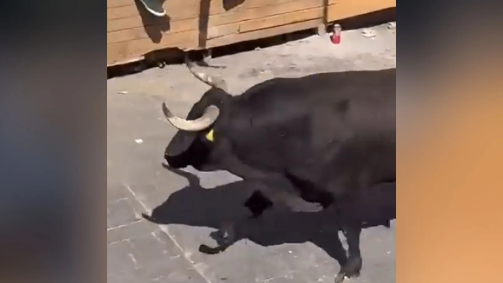 Hombre muere por cornada de toro en la Huamantlada 2026; hay al menos 10 heridos