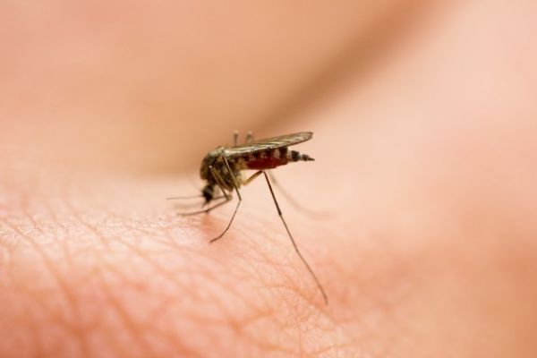 ¿A quienes prefieren los mosquitos?