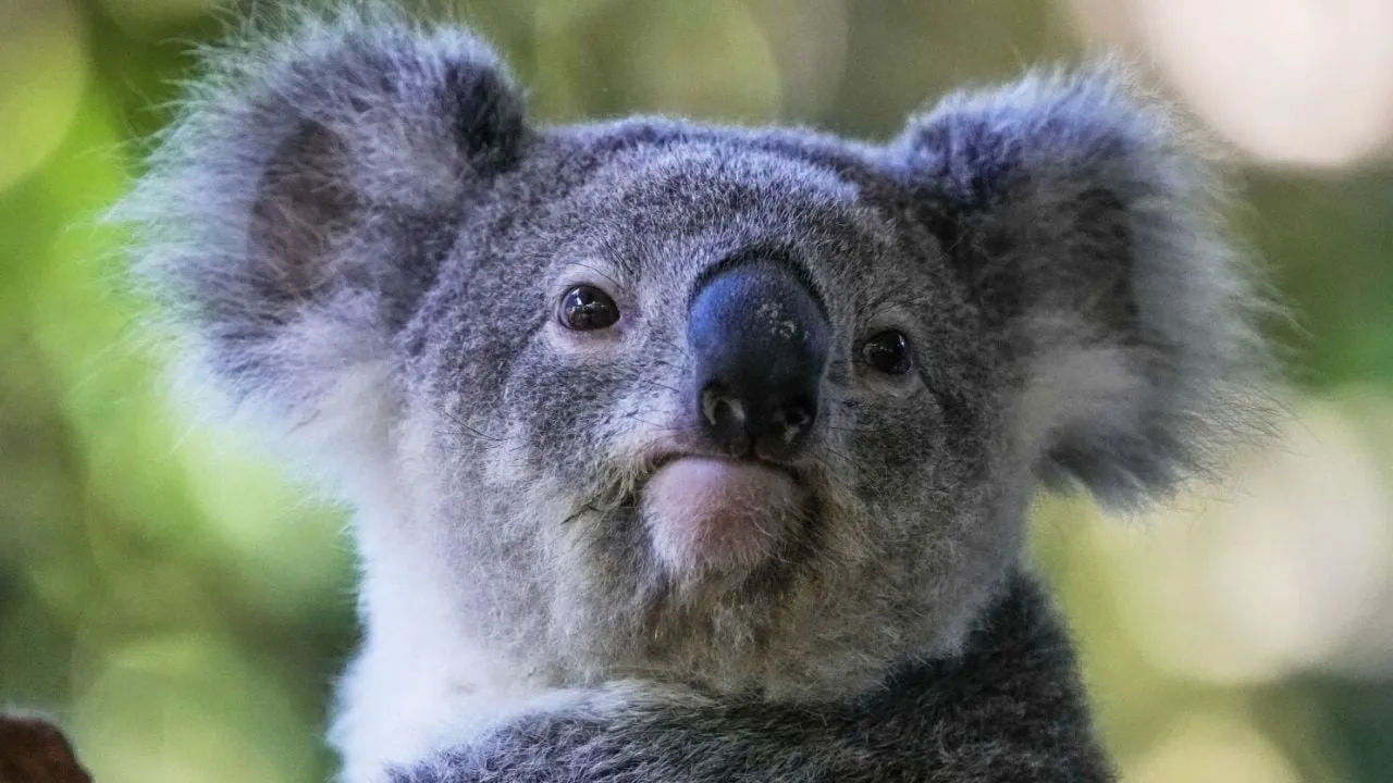 19037