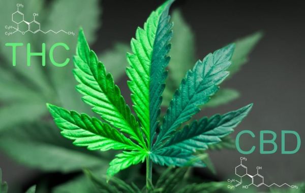 Cannabidol, qué diferencia hay entre el THC y el CBD