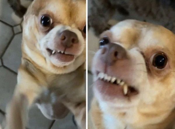 Conoce a Prancer, el perrito chihuahua que odia a todo el mundo