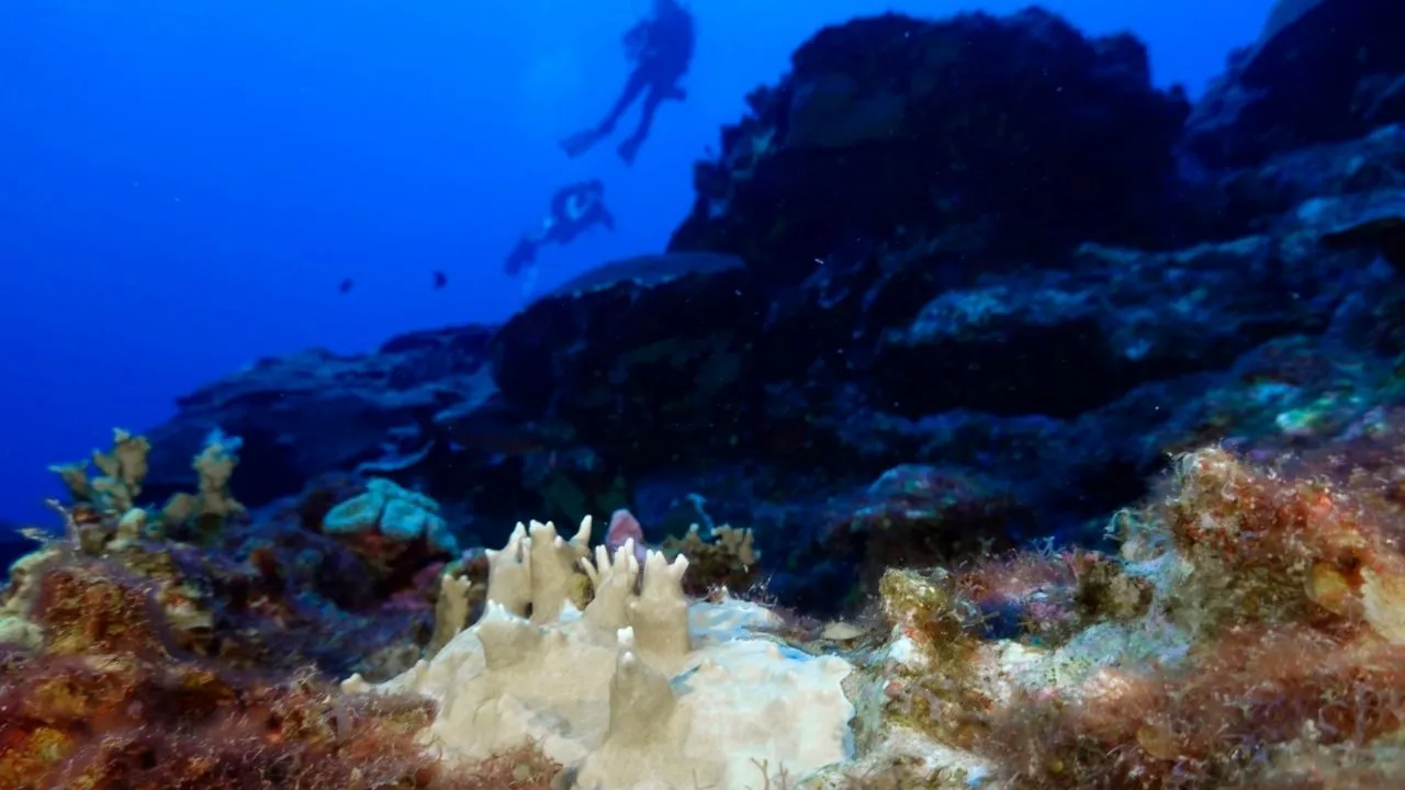 El 84% de los arrecifes de coral del mundo están afectados por el peor blanqueamiento de la historia