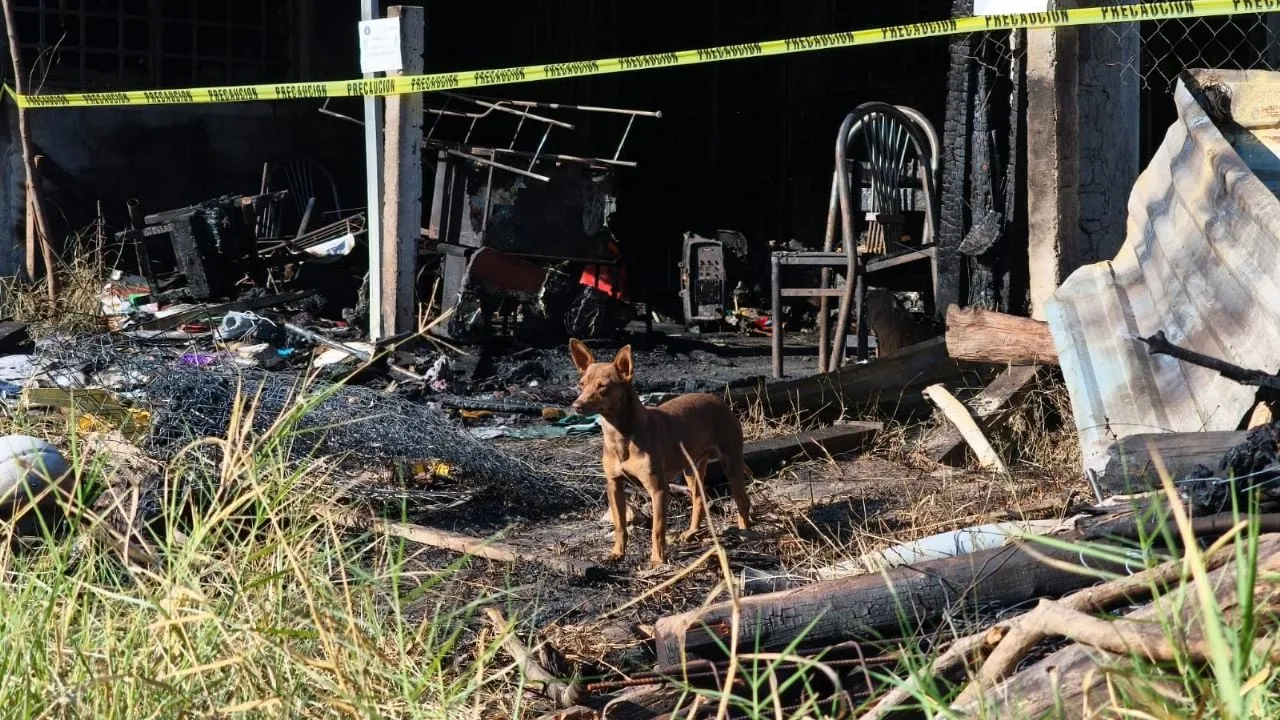 Perrito Canelo sobrevive y cuida escombros tras incendio en que murió una familia en Chilpancingo