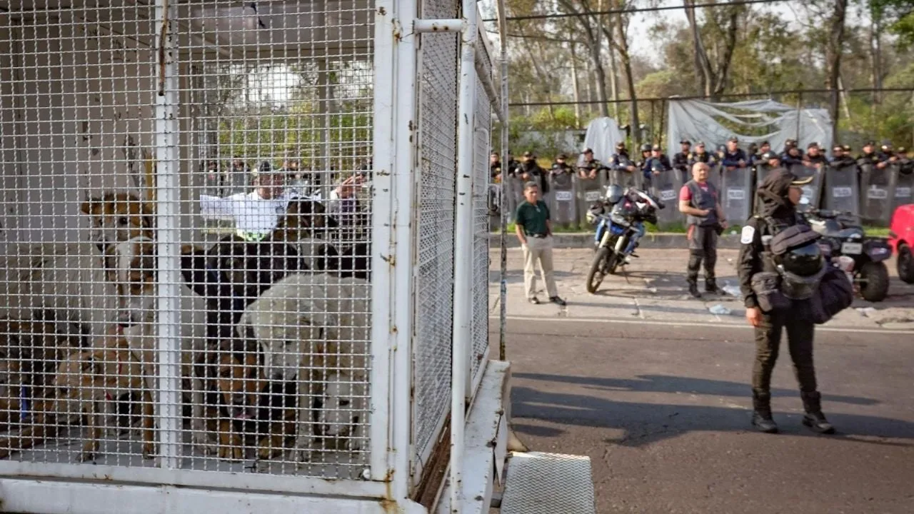 Gobierno de CDMX retira y resguarda animales maltratados del Refugio Franciscano en Cuajimalpa 