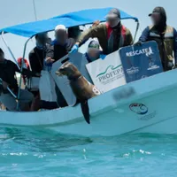 El marisco que desapareció por una combinación de sobrepesca, enfermedades y cambio climático