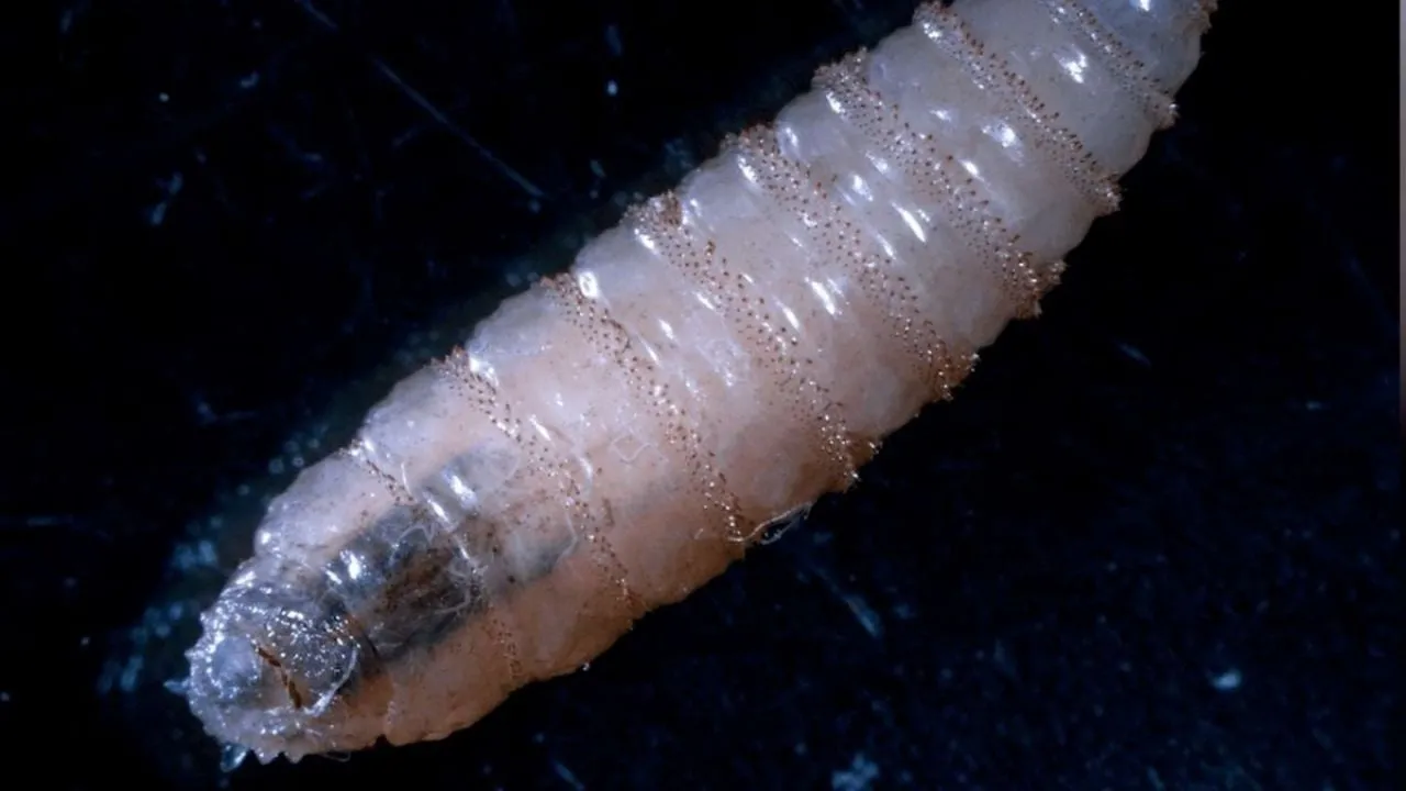 Detectan nuevos casos de gusano barrenador en Victoria; suman 10 activos en Tamaulipas