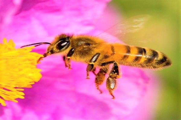 Especies que están por desaparecer.