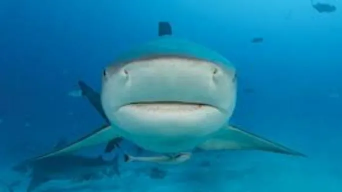Tiburones en Brasil dan positivo a cocaína
