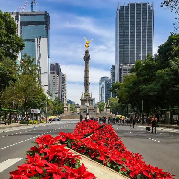 Las nochebuenas llegan a Reforma