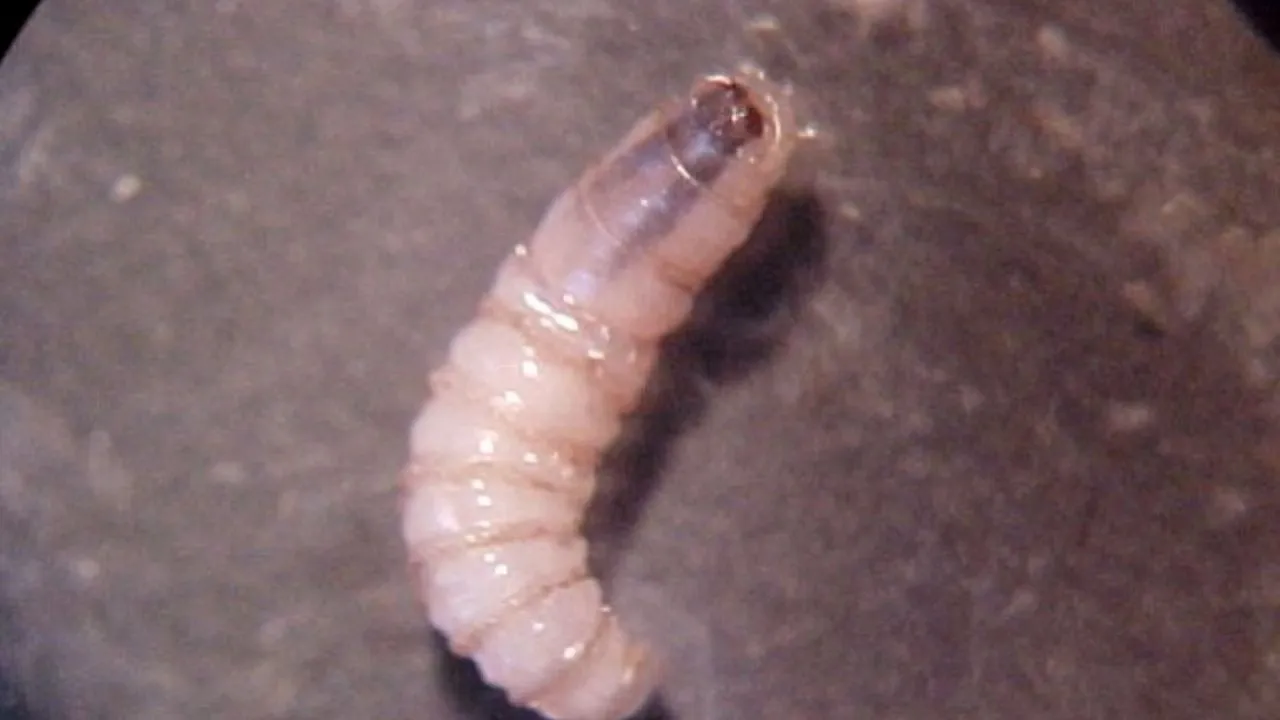 México reporta un caso en humano de enfermedad parasitaria por gusano barrenador