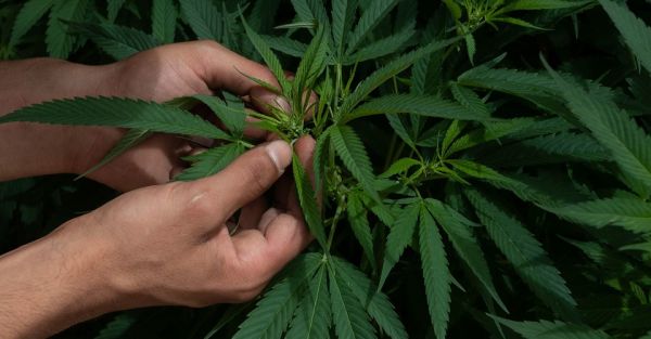 En el Senado aprobaron el dictamen sobre cannabis. 