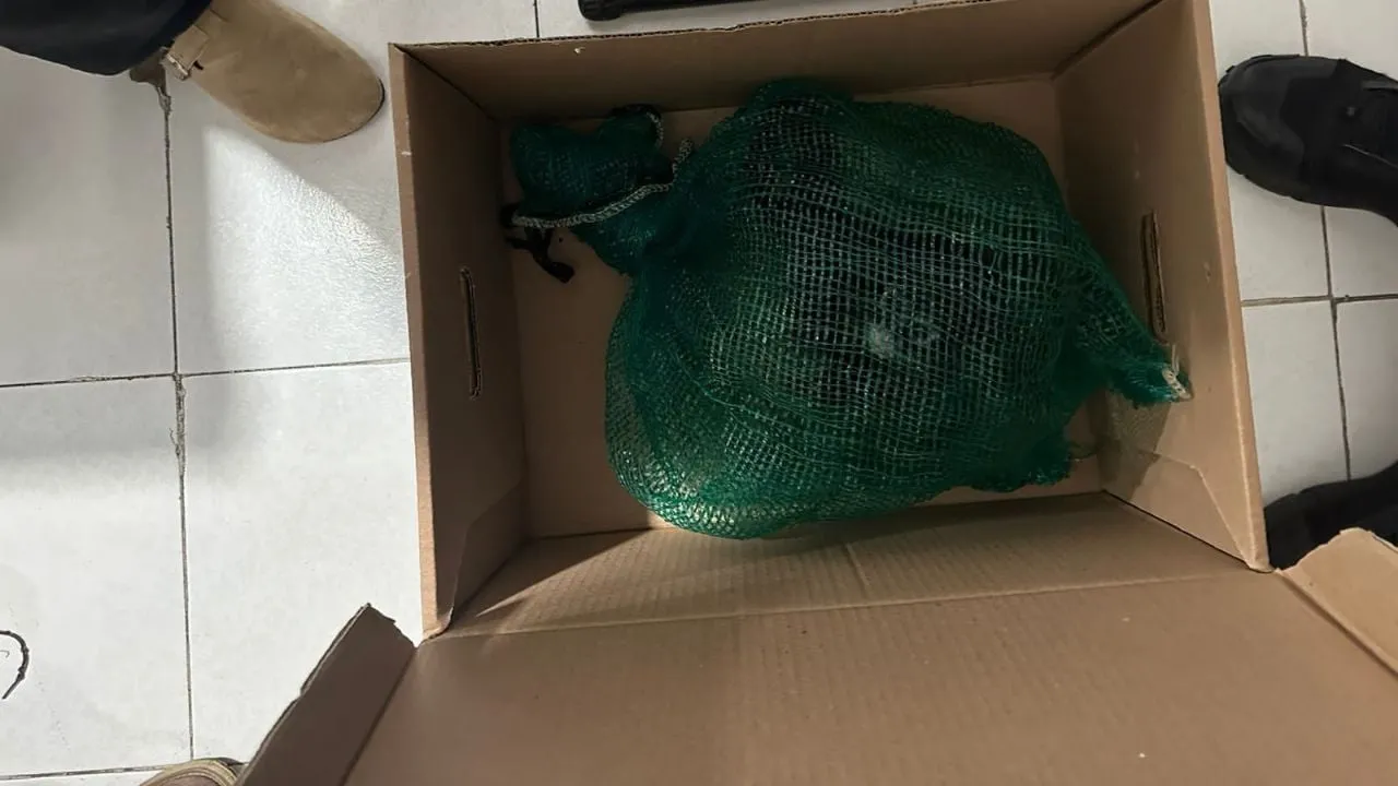 Cae en Chiapas presunto traficante de monos y guacamayas