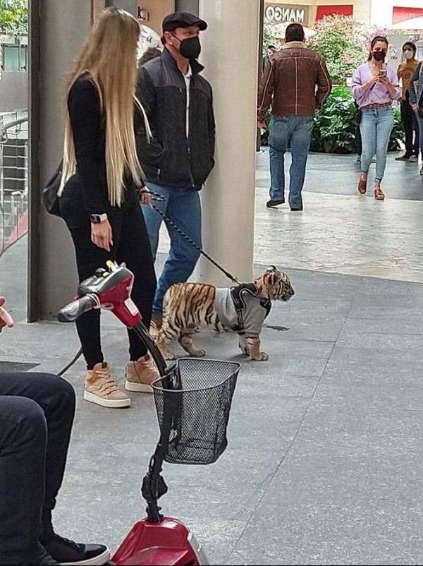 Mujer saca a pasear a su peculiar mascota en Plaza de CDMX