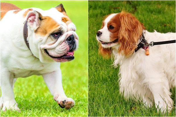 Prohíben la cría de Bulldog Inglés y Cavalier King Charles Spaniel, experimentan sufrimiento