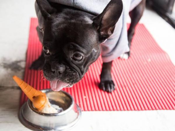 El restaurante donde tú y tu perrito pueden ir a disfrutar.