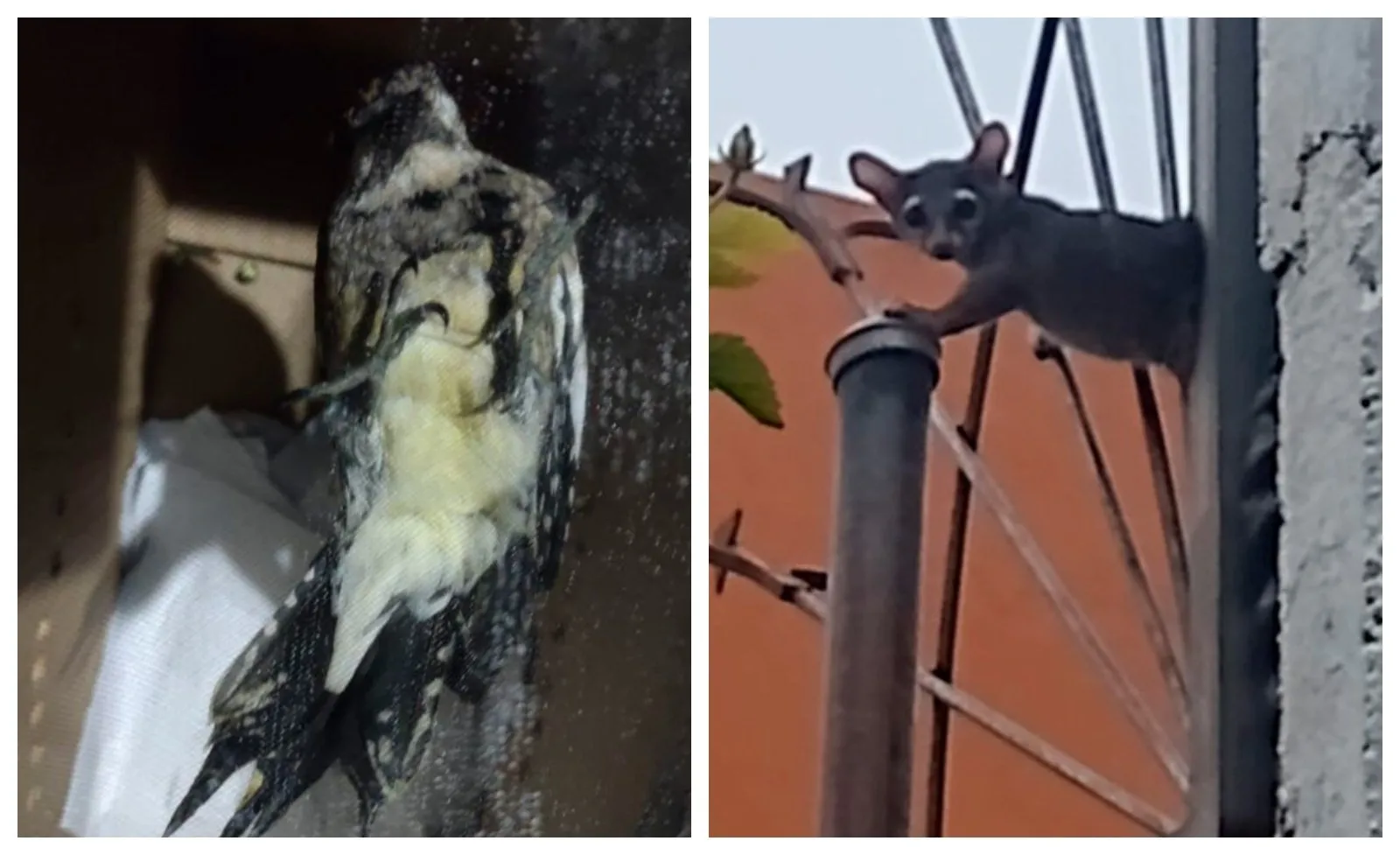 Rescatan a un cacomixtle, un pájaro carpintero y una serpiente de cascabel en la CDMX
