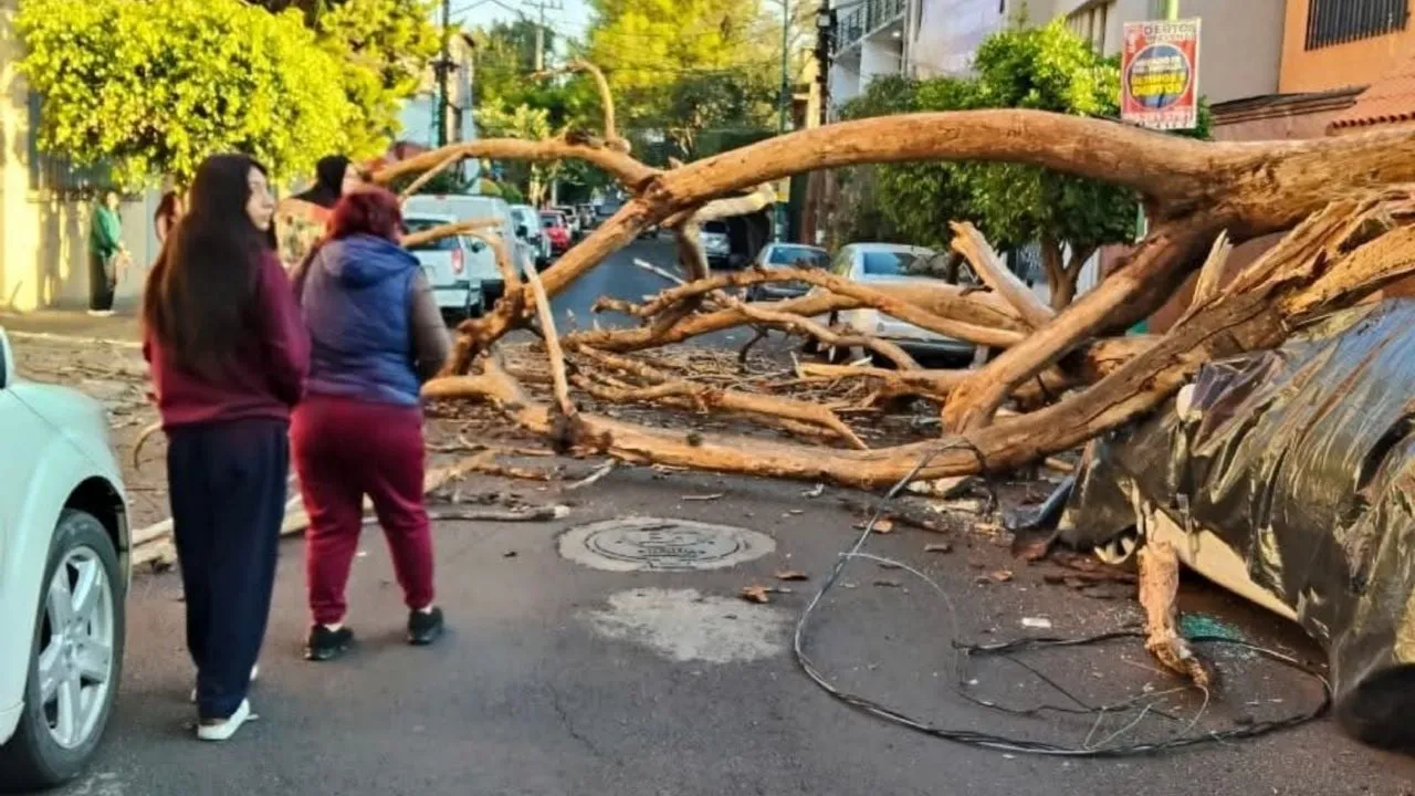 Reportan incendio, caída de árbol sobre un auto y fuga de gas tras sismo de 6.5 en CDMX (Video)