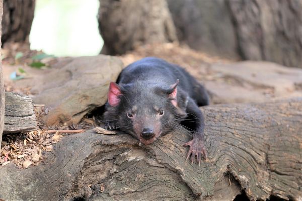 El demonio de Tasmania regresa a Australia después de 3 mil años extinto 