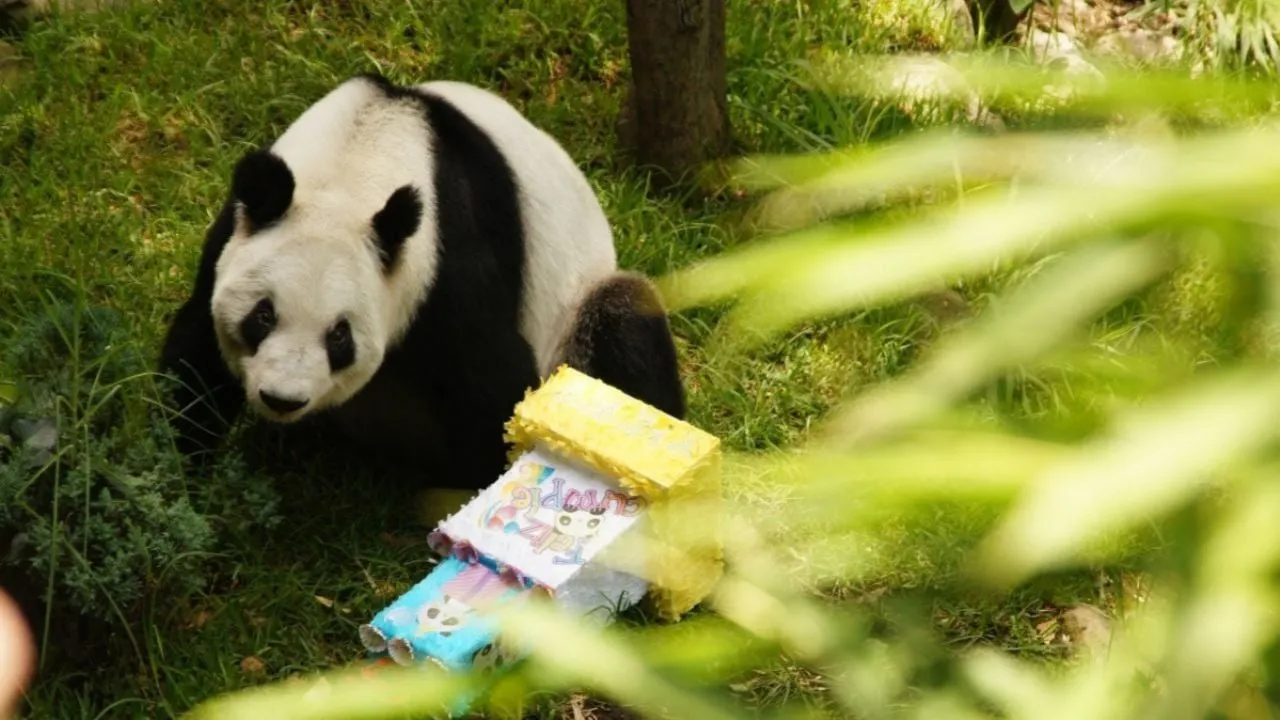 La panda gigante Xin Xin está “en la etapa final de su vida”: Sedema