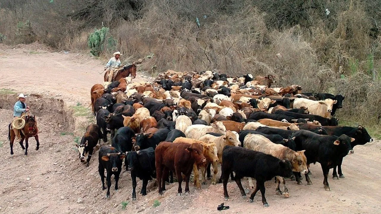 Gusano barrenador arrasa con exportaciones ganaderas de México; ventas a EU caen 60%: Comecarne