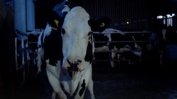 Abandonan Cannes por la película COW