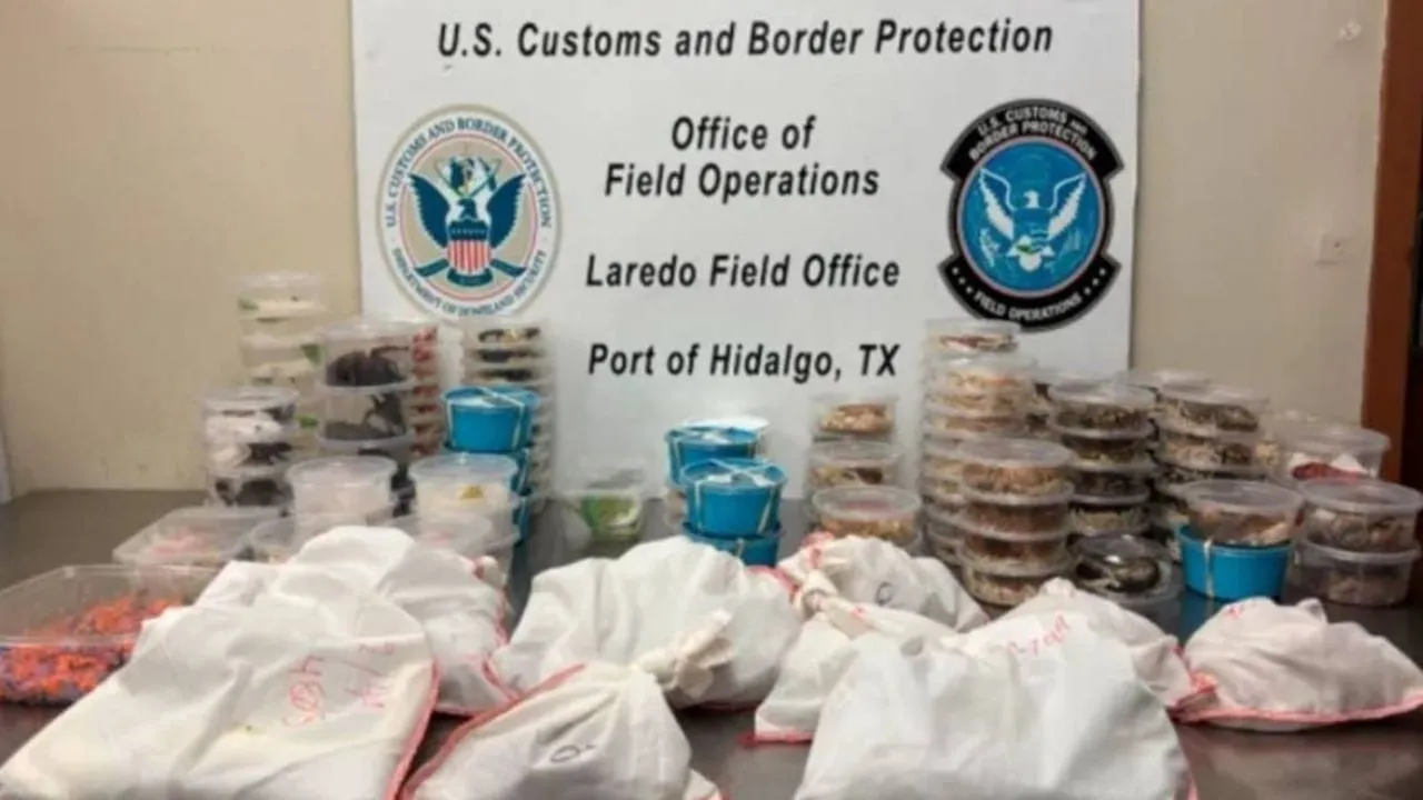 Incautan más de 160 reptiles y artrópodos a conductor en puente fronterizo Anzaldúas a Reynosa