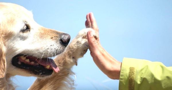 Terapia asistida con animales - aval científico