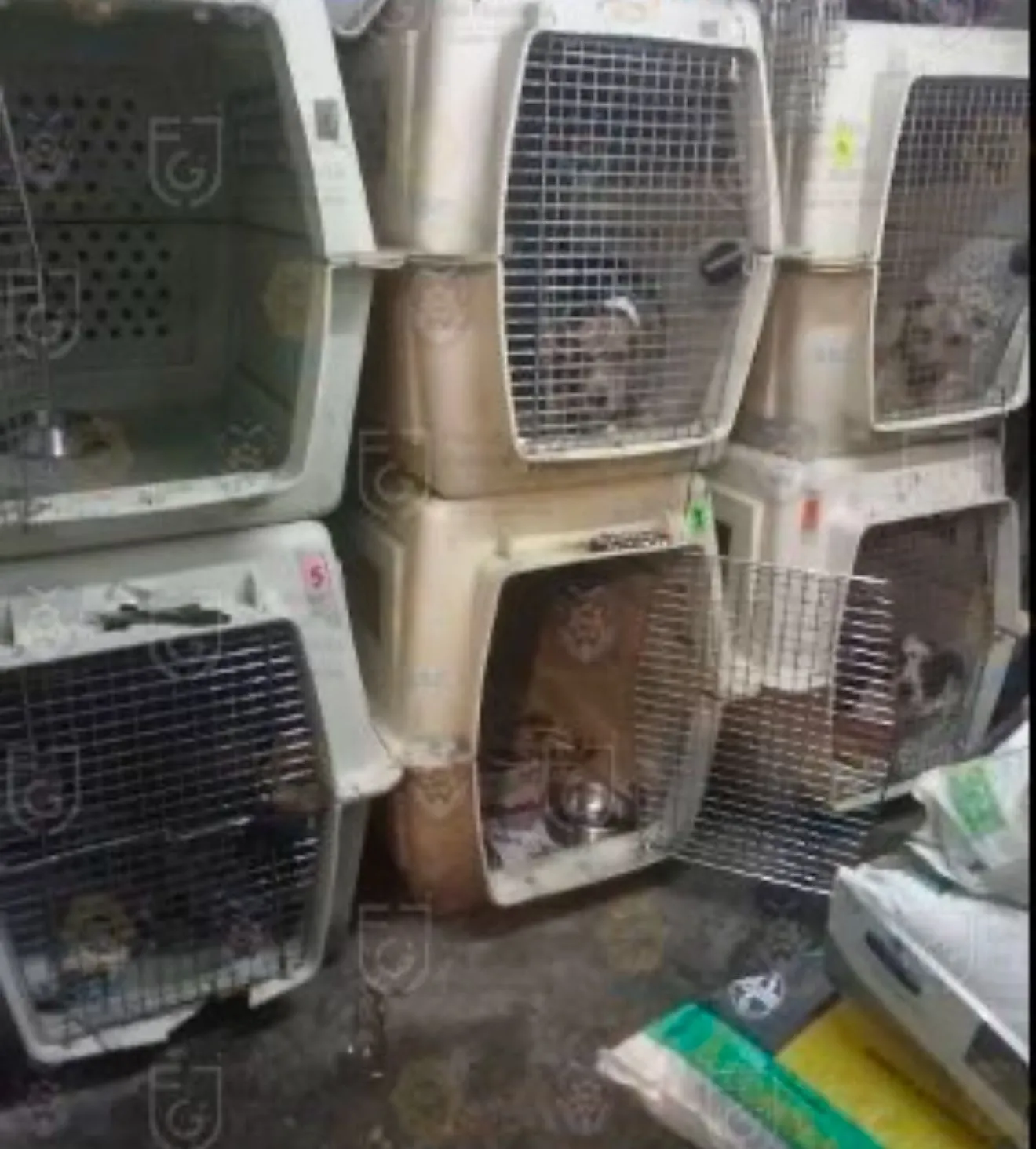 Rescatan perros y palomas de presunto maltrato animal en Narvarte