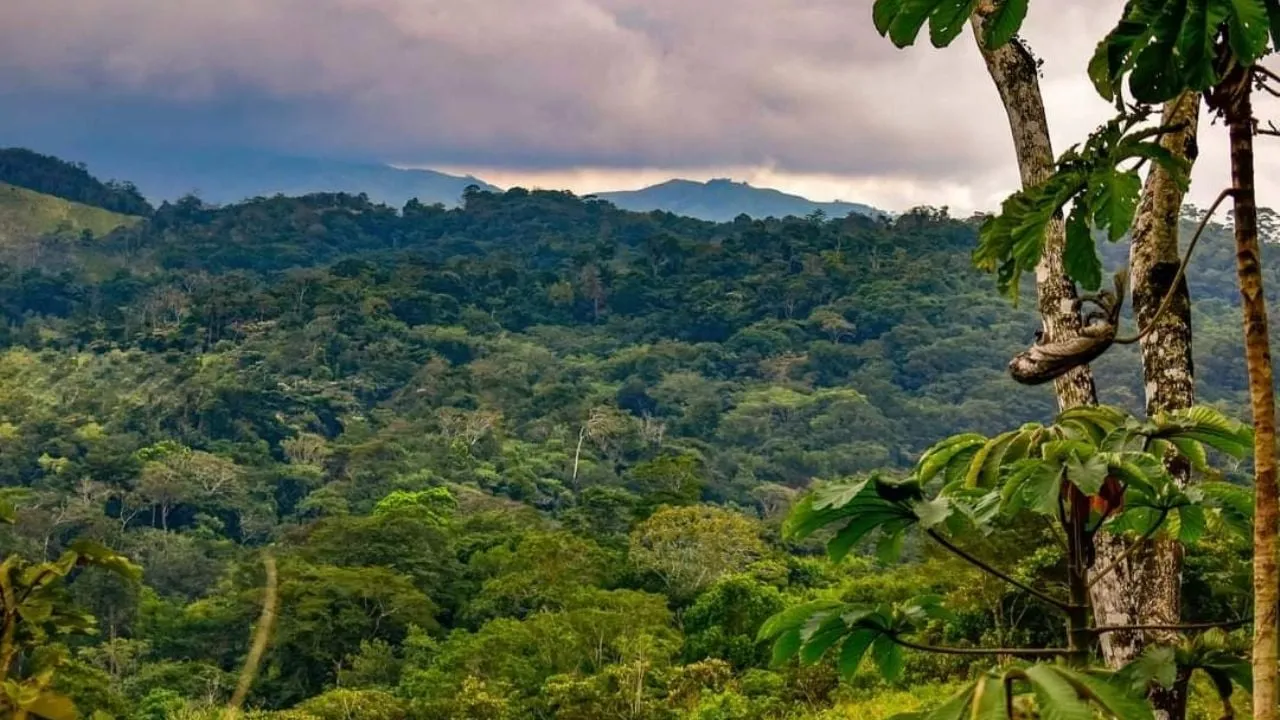 Habitantes de los Chimalapas piden base militar, ante amenazas de grupo delincuencial