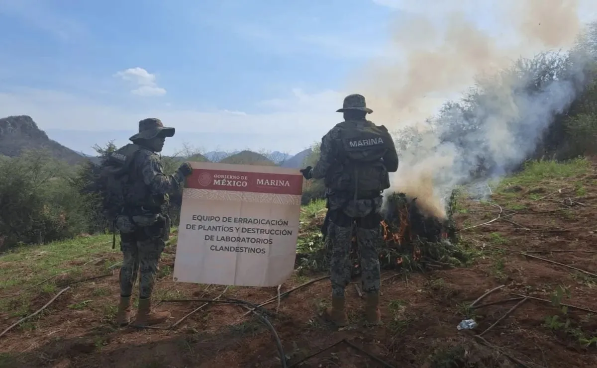 Marina destruye plantío con seis toneladas de mariguana en Culiacán atribuida a “Los Chapitos”
