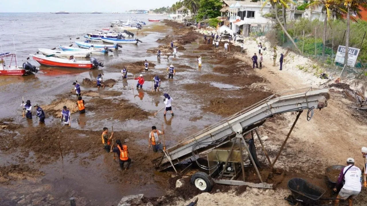 Sargazo llega al Caribe mexicano en cifras nunca antes vistas