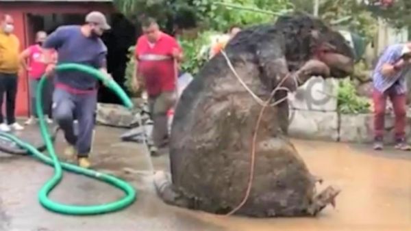 RATA GIGANTE de metro y medio en la Alcaldía Magdalena Contreras.