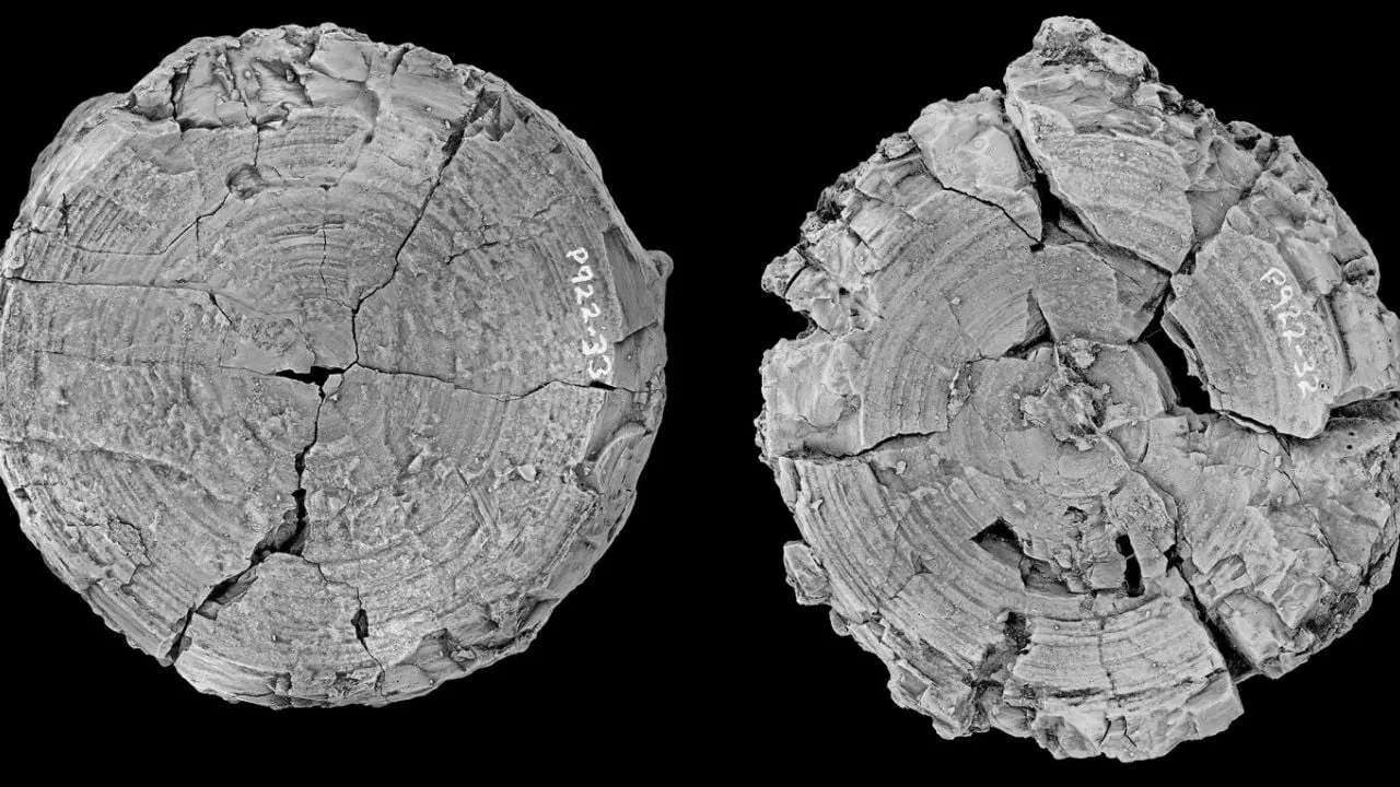 Antes del megalodón: investigadores dicen que un tiburón dominaba antiguos mares australianos