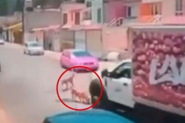 VIRAL | Atropella a perrita un camión de popular empresa de lácteos LALA
