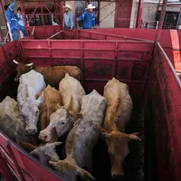 Así se reanudó con restricciones la exportación de ganado de México a EU