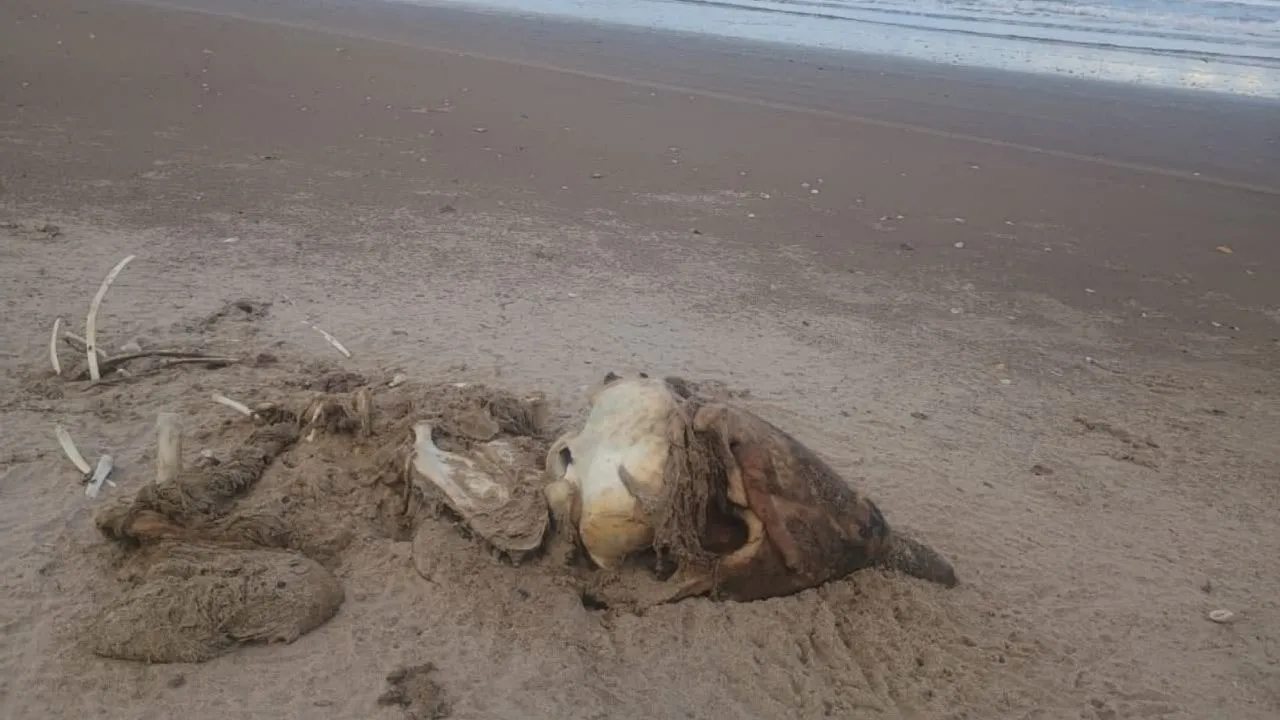 Confirman brote de influenza aviar H5 en Playa Bagdad, Matamoros; suman 400 aves muertas
