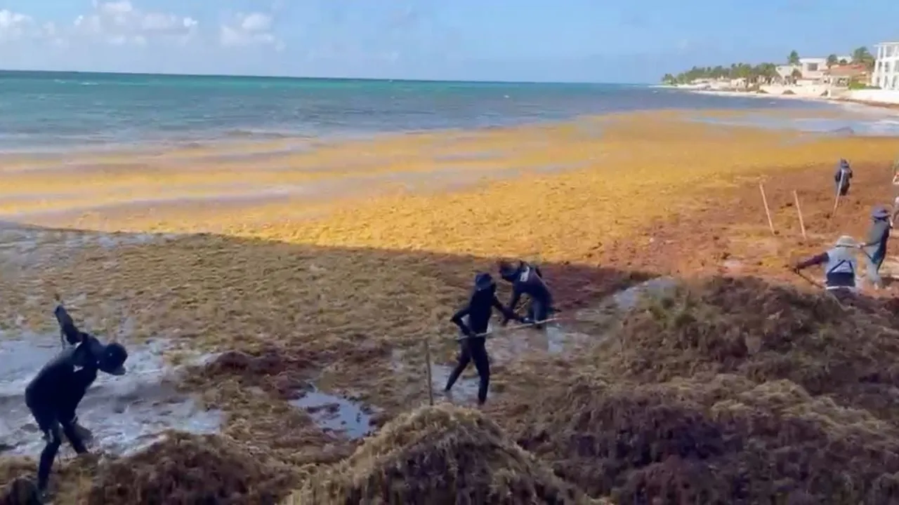 Barrera de la Marina no puede contener el intenso arribo de sargazo en Playa del Carmen