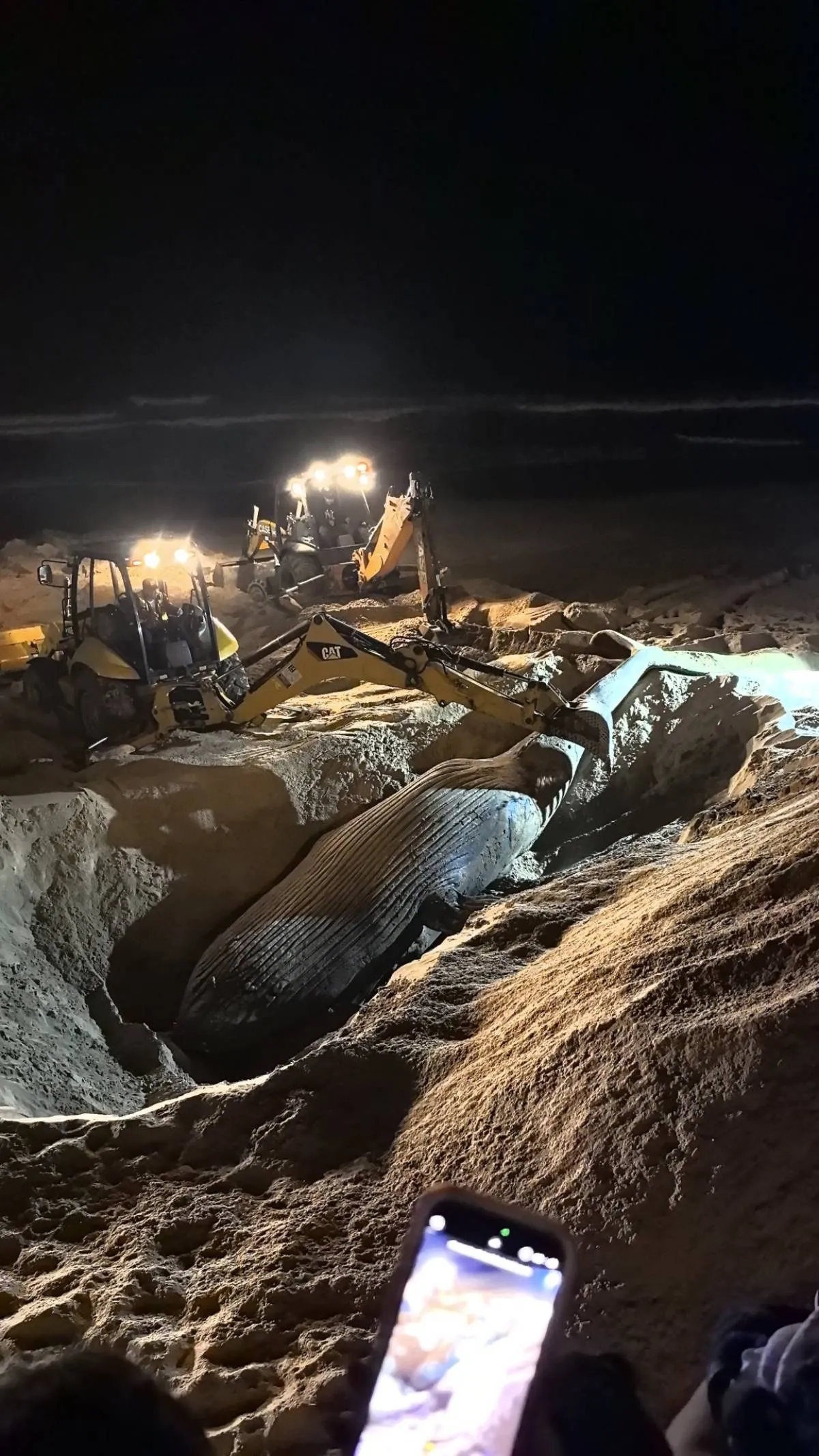 Ballena jorobada muere varada en Mazatlán